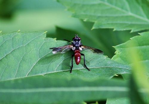 Cylindromyia bicolor